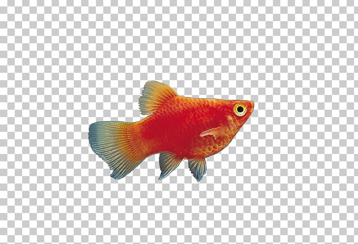 Goldfish Aquarium PNG, Clipart, Animals, Aquarium, Bony Fish, Fish, Fishing Free PNG Download