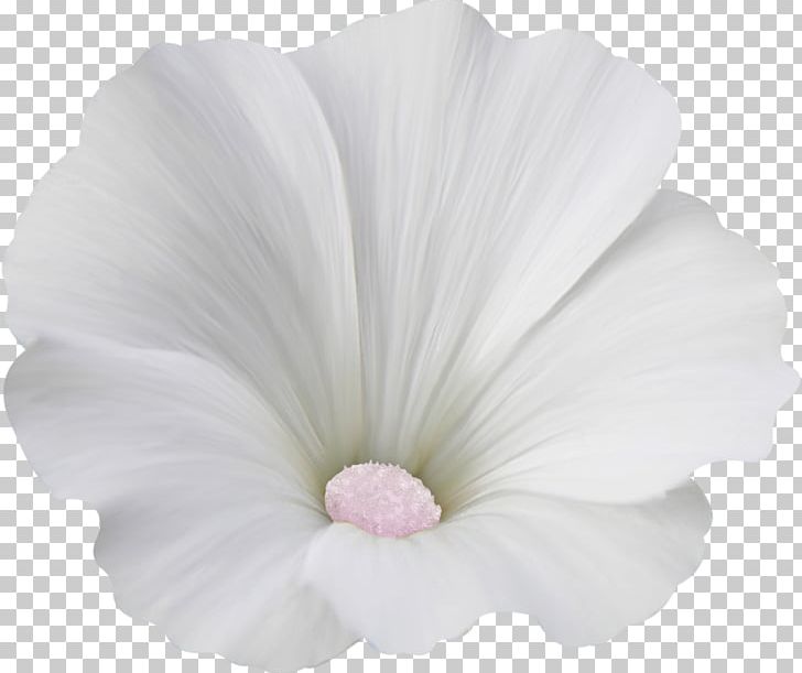 Mallows Close-up Herbaceous Plant Family PNG, Clipart, Closeup, Cvety, Family, Flower, Flowering Plant Free PNG Download