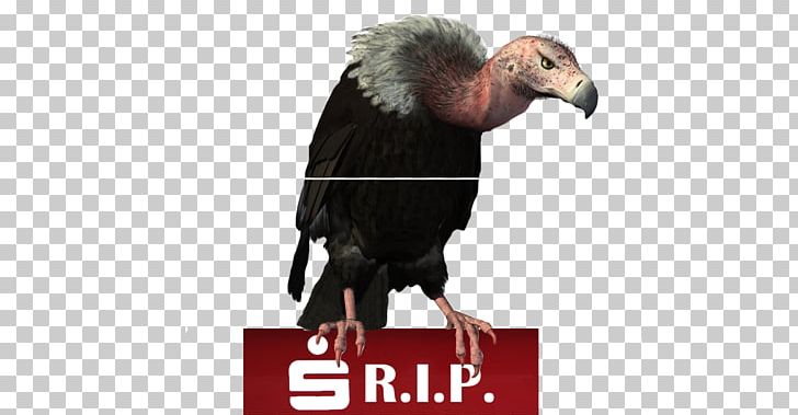 Turkey Vulture Bird Red-headed Vulture PNG, Clipart, Advertising, Animal, Animals, Beak, Bird Free PNG Download