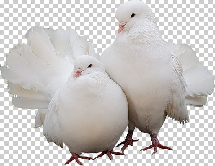 Domestic Pigeon Columbidae Bird PNG, Clipart, Animals, Beak, Bird, Chicken, Columbidae Free PNG Download