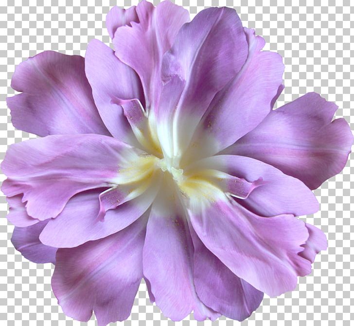 Flower Violet Wide XGA 720p PNG, Clipart, 4k Resolution, 720p, 1080p, Annual Plant, Common Daisy Free PNG Download