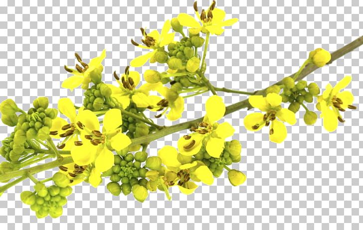 Senna Siamea Herb Golden Shower Tree Food Leaf PNG, Clipart, Branch, Detoxification, Digestion, Drinking, Eating Free PNG Download