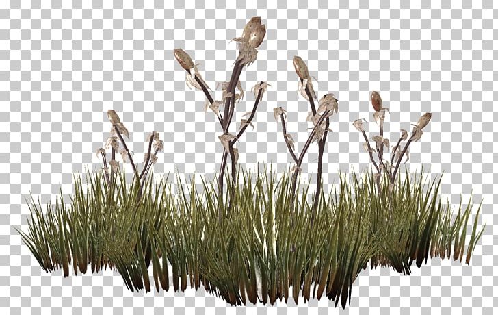The Elder Scrolls V: Skyrim Lawn Plants Grasses Portable Network Graphics PNG, Clipart, Branch, Commodity, Curse, Elder Scrolls V Skyrim, Flower Free PNG Download