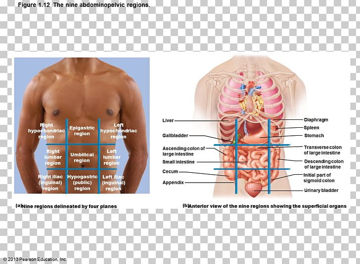 Abdominopelvic Cavity Abdomen Quadrant Organ Anatomy PNG, Clipart, Abdomen, Abdominal Cavity, Abdominopelvic Cavity, Anatomy, Body Cavity Free PNG Download