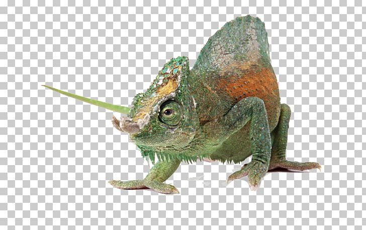 Chameleons Komodo Dragon Lizard U722cu884cu52a8u7269: U8725u8734 Reptile PNG, Clipart, Animal, Animals, Buckle, Chameleon, Discolor Free PNG Download