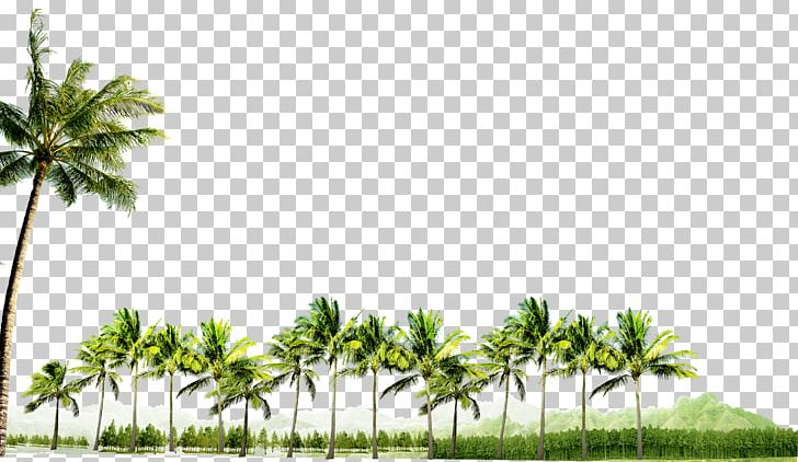 Coconut PNG, Clipart, Arecaceae, Branch, Christmas Decoration, Coconut, Coconut Tree Free PNG Download