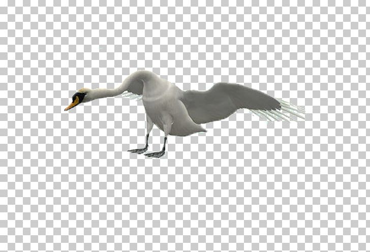 Duck Swan Goose Cygnini Bird PNG, Clipart, Animal, Animals, Beak, Bird, Cygnini Free PNG Download