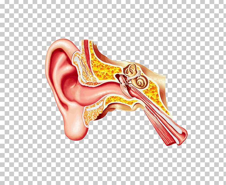 Middle Ear Eardrum Ear Canal Earwax PNG, Clipart, Audiology, Bone, Ear, Ear Canal, Eardrum Free PNG Download