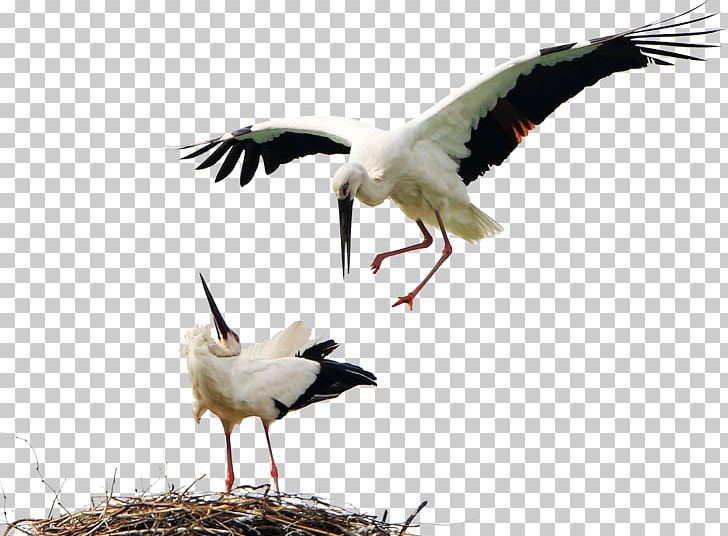 Bird White Stork Icon PNG, Clipart, Animal, Animals, Beak, Bird, Birds Free PNG Download