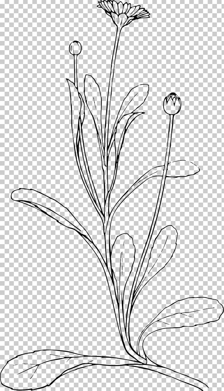Drawing Line Art Common Daisy PNG, Clipart, Artwork, Black And White, Branch, Bud, Common Daisy Free PNG Download