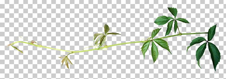Leaf Plant Stem Painting Portable Network Graphics Green PNG, Clipart, Area, Branch, Common Ivy, Flora, Flower Free PNG Download