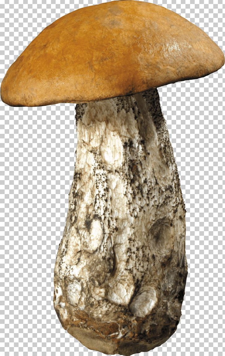 Mushroom Fungus PNG, Clipart, Artifact, Bestoftheday, Cleanliving, Common Mushroom, Download Free PNG Download