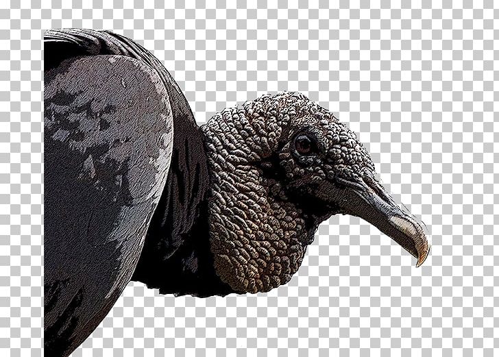 New World Vultures Black Vulture Old World Vulture Bird Beak PNG, Clipart,  Free PNG Download