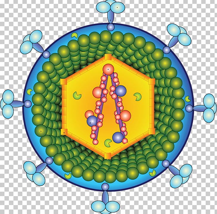 Retrovirus Virion HIV Infection PNG, Clipart, Aids, Area, Arenavirus, Balloon, Circle Free PNG Download