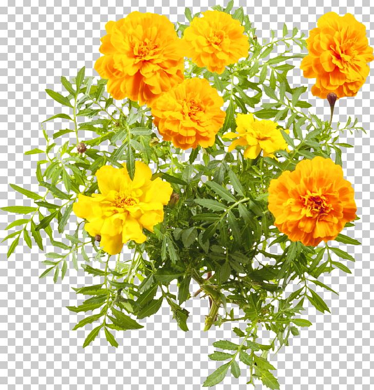 Sulfur Cosmos Cut Flowers Marigolds Annual Plant Subshrub PNG, Clipart, Annual Plant, Calendula, Cosmos, Cut Flowers, Daisy Family Free PNG Download