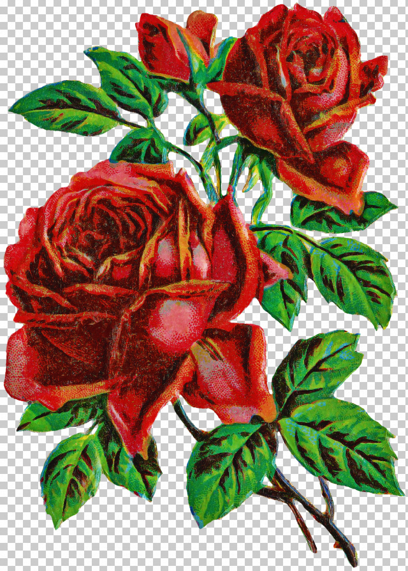 Garden Roses PNG, Clipart, China Rose, Cut Flowers, Floribunda, Flower, Garden Roses Free PNG Download