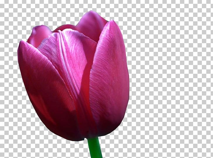 Desktop Ultra-high-definition Television Tulip High-definition Video PNG, Clipart, 4k Resolution, 1080p, Android, Bud, Closeup Free PNG Download