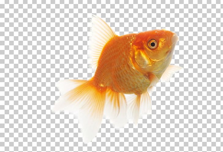 Goldfish Feeder Fish PNG, Clipart, Bony Fish, Digital Image, Download, Feeder Fish, Fin Free PNG Download