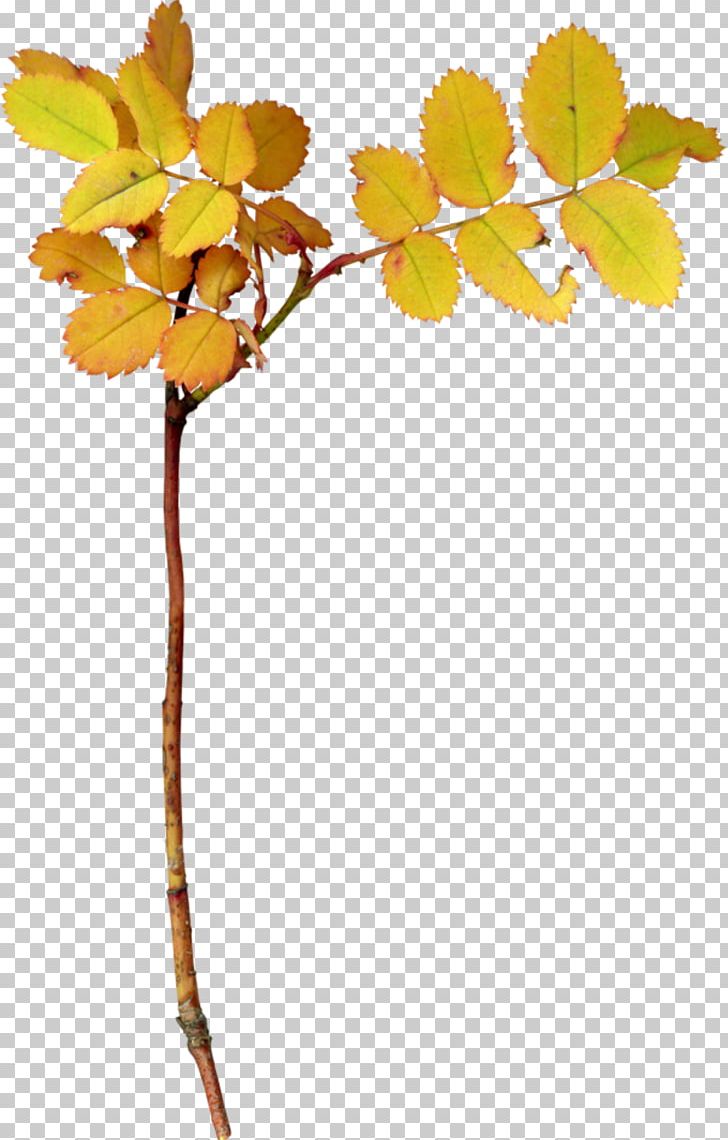 Tree Leaf Branch Shrub PNG, Clipart, Autumn, Branch, Cut Flowers, Deciduous, Fir Free PNG Download