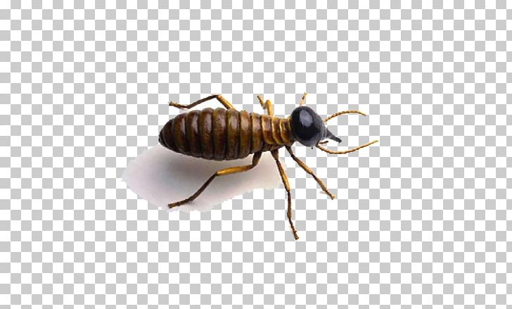 Ant PNG, Clipart, Animal, Ant, Arthropod, Austral Pacific Energy Png Limited, Beetle Free PNG Download