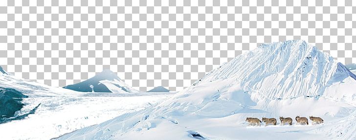 Arctic Wolf Snow Domain Name Internet PNG, Clipart, Animals, Arctic, Christmas Snow, Computer Network, Elevation Free PNG Download