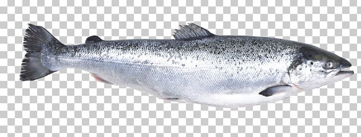Atlantic Salmon Fish Express Trade Salmonids PNG, Clipart, Animals, Animal Source Foods, Arctic Char, Atlantic Herring, Atlantic Salmon Free PNG Download