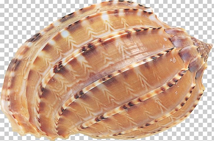 Seashell Clam Cockle Scallop PNG, Clipart, Abalone, Animals, Animal Source Foods, Atlantic Surf Clam, Clam Free PNG Download