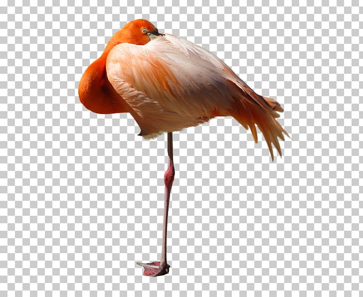 Bird Beak Internet Forum Social Media PNG, Clipart, Animals, Arabic, Beak, Bird, Blog Free PNG Download