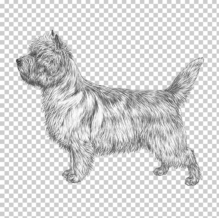 Cairn Terrier Glen Scottish Terrier Norwich Terrier Norfolk Terrier PNG, Clipart, Airedale Terrier, Carnivoran, Dog Breed, Dog Like Mammal, Mammal Free PNG Download