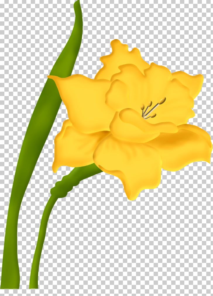 Cut Flowers Blume PNG, Clipart, 4 May, Amaryllis Family, Blume, Cattleya, Cicek Free PNG Download