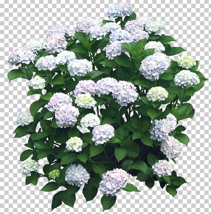 French Hydrangea Hydrangea Serrata Flower Shrub PNG, Clipart, Annual Plant, Candytuft, Cornales, Cut Flowers, Flower Free PNG Download