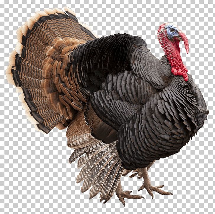 Turkey Call Poultry Turkey Hunting Ocellated Turkey Farm PNG, Clipart, Beak, Bird, Brining, Domesticated Turkey, Farm Free PNG Download
