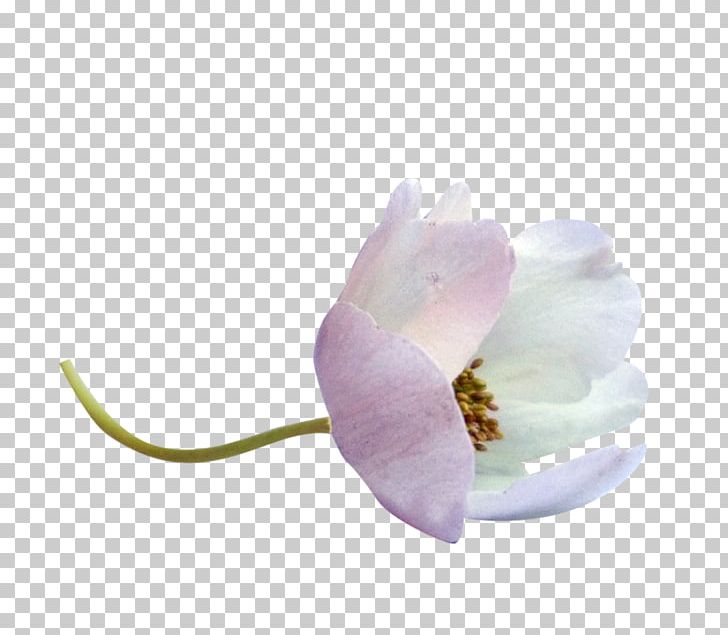 Animation Cartoon PNG, Clipart, 2016, Animation, Cartoon, Flower, Flowering Plant Free PNG Download