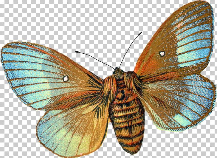 Butterfly Moth Botanical Illustration Drawing PNG, Clipart, Art, Arthropod, Botanical Illustration, Botany, Brush Footed Butterfly Free PNG Download