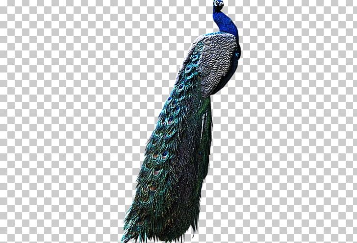 Peacock PNG, Clipart, Peacock Free PNG Download