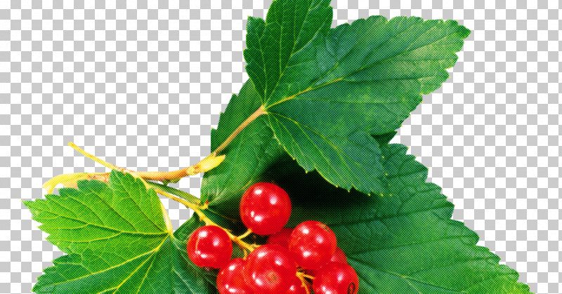 Plant Leaf Berry Flower Fruit PNG, Clipart, Berry, Currant, Flower, Food, Fruit Free PNG Download