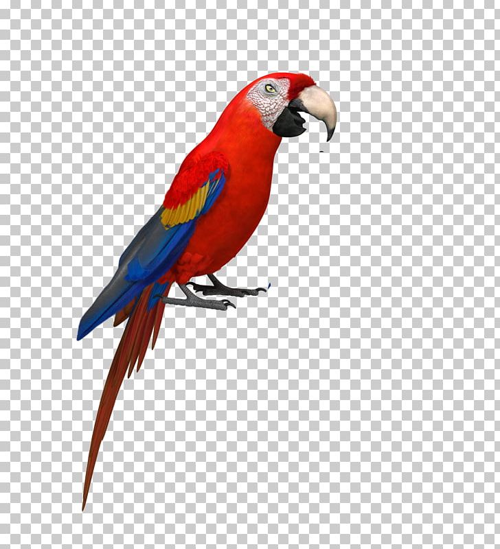 Budgerigar Amazon Parrot Bird Parakeet PNG, Clipart, Ama, Animal, Animals, Aquiline, Bald Eagle Free PNG Download