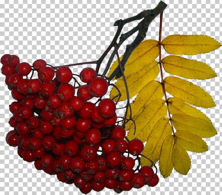 Mountain-ash Auglis PNG, Clipart, Animaatio, Auglis, Autumn, Berry, Cranberry Free PNG Download