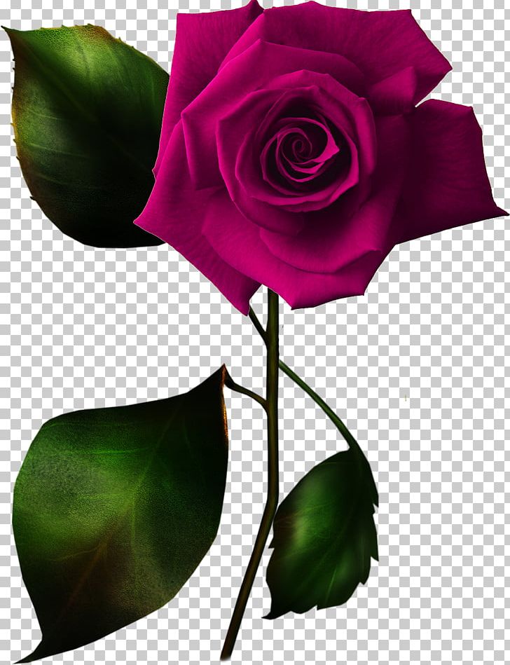 Rose PNG, Clipart, Art, Blog, Blue Rose, Bud, Cut Flowers Free PNG Download