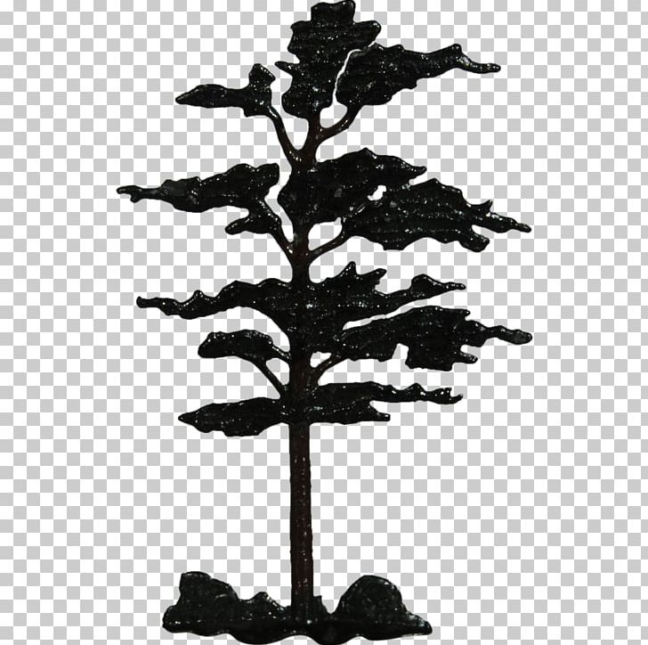 Tree Fir Woody Plant Conifers PNG, Clipart, Black And White, Branch, Conifer, Conifers, Fir Free PNG Download