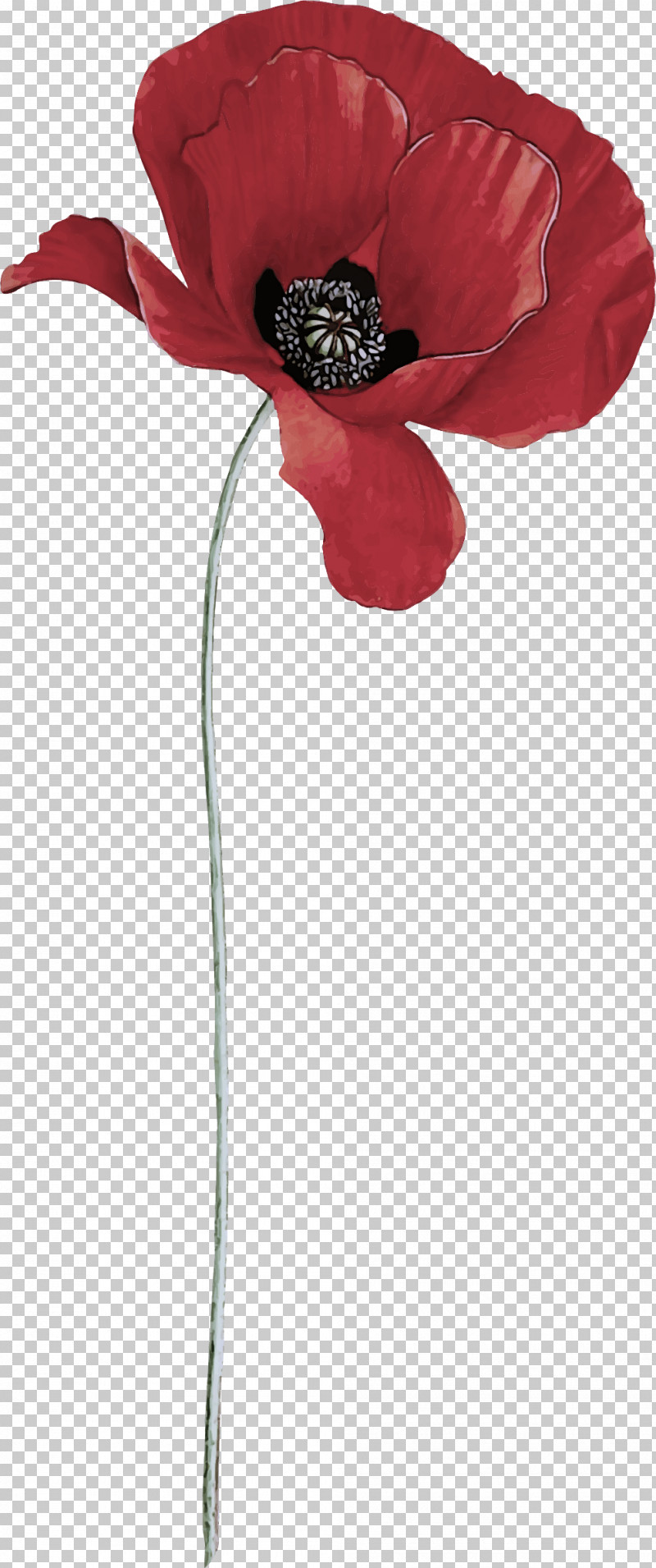Red Flower Corn Poppy Coquelicot Plant PNG, Clipart, Anthurium, Coquelicot, Corn Poppy, Flower, Petal Free PNG Download