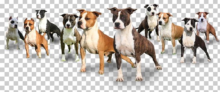 American Staffordshire Terrier Staffordshire Bull Terrier Australian Cattle Dog Mustang PNG, Clipart, American Staffordshire, Animal Figure, Animal Husbandry, Australian Cattle Dog, Bologna Free PNG Download