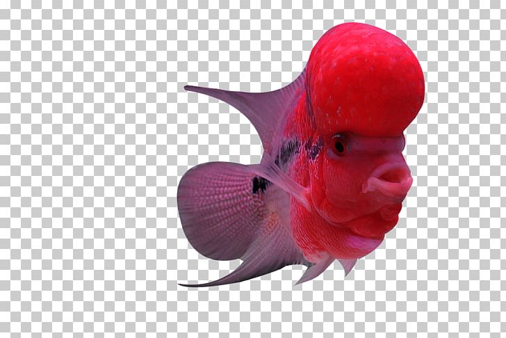 Flowerhorn Cichlid Fish PNG, Clipart, Animals, Arhat, Biological, Color, Computer Wallpaper Free PNG Download