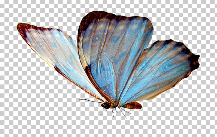 Glasswing Butterfly Butterfly Valley PNG, Clipart, Arthropod, Brush Footed Butterfly, Butterflies And Moths, Butterfly, Butterfly Valley Fethiye Free PNG Download