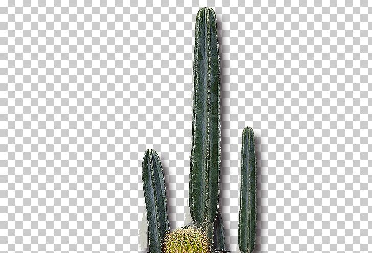 San Pedro Cactus Barbary Fig Cactaceae Thorns PNG, Clipart, Cactus, Cactus Cartoon, Cactus Flower, Cactus Watercolor, Cartoon Cactus Free PNG Download
