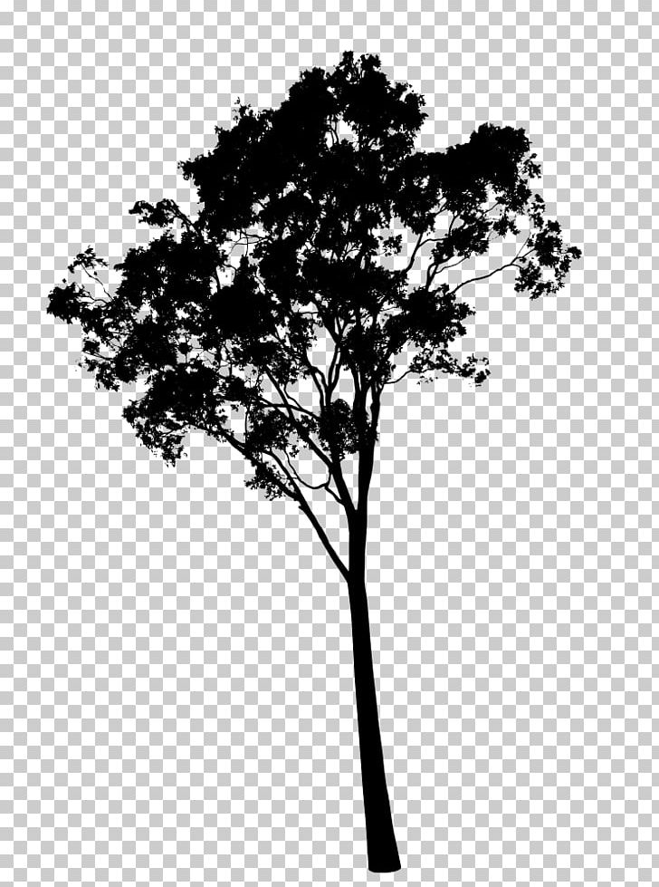 Gum Trees Dogwood PNG, Clipart, American Sweetgum, Black And White, Branch, Clip Art, Dogwood Free PNG Download