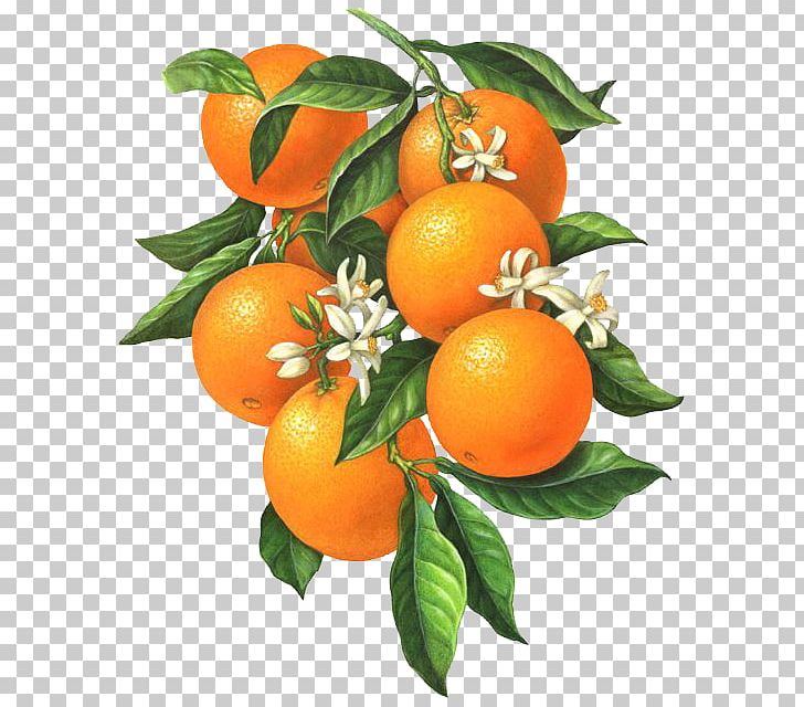 Citrus Xd7 Sinensis Orange Blossom Botanical Illustration Illustration PNG, Clipart, Calamondin, Flower, Flowers, Food, Fruit Free PNG Download