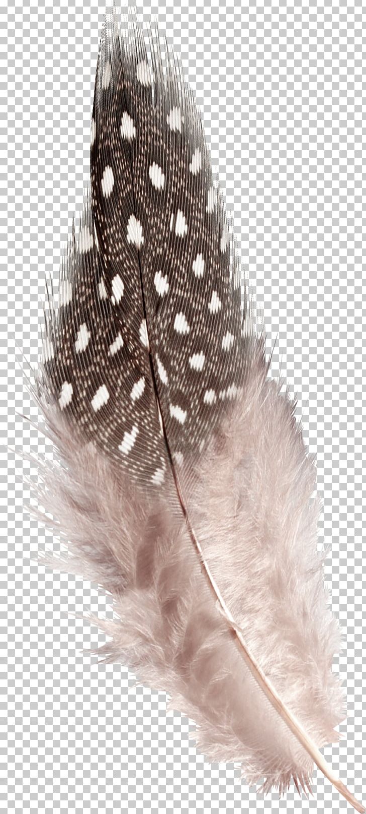 Caudipteryx Feather PNG, Clipart, Adobe Illustrator, Animals, Caudipteryx, Download, Encapsulated Postscript Free PNG Download