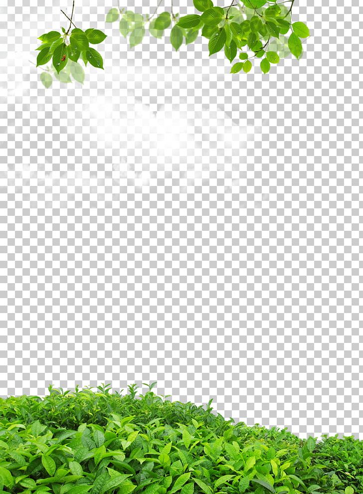 Leaf .dwg PNG, Clipart, Background, Border, Coreldraw, Download, Dwg Free PNG Download