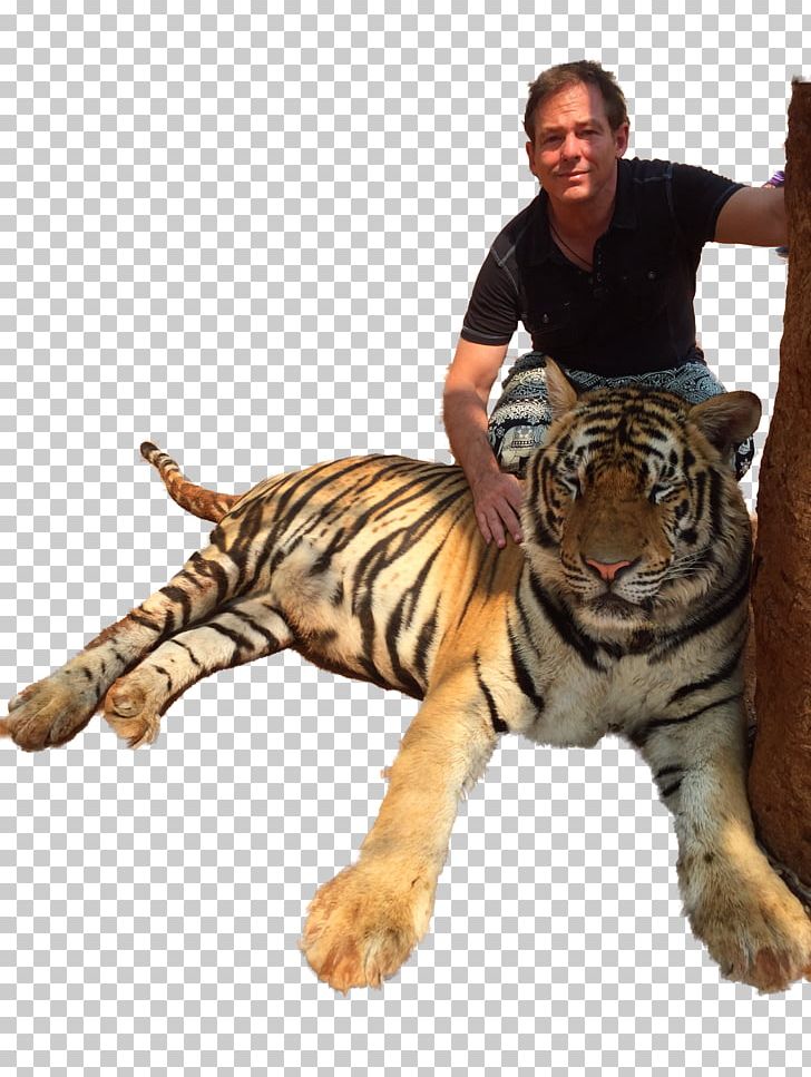 Tiger Temple Big Cat Animal PNG, Clipart, Aggression, Animal, Animals, Animal Sanctuary, Big Cat Free PNG Download